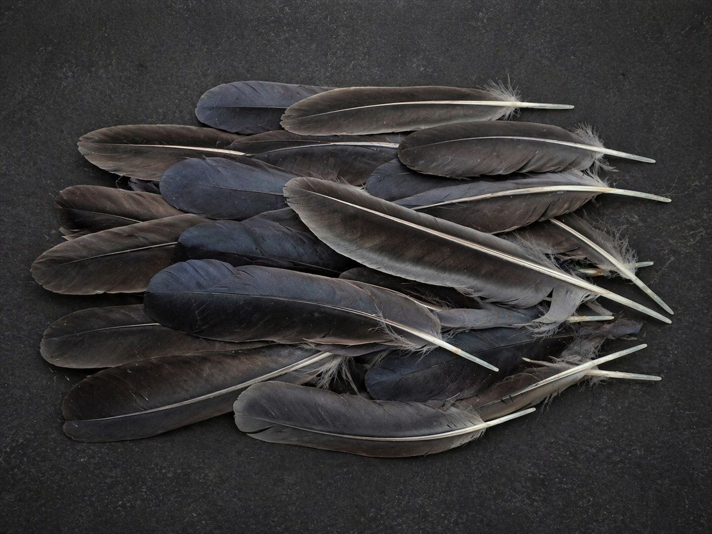 Carrion Crow Feathers