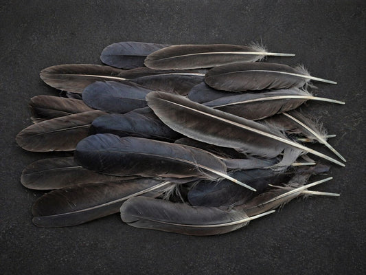 Carrion Crow Feathers